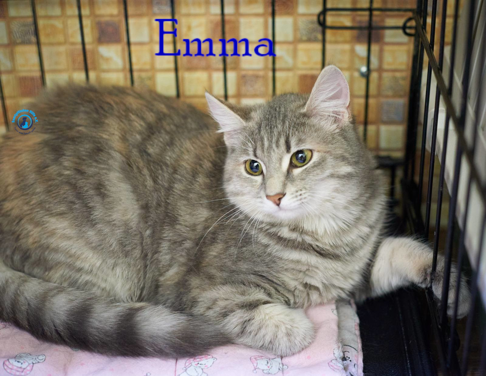 Lyudmila/Katzen/Emma_II/Emma_II03mN.jpg