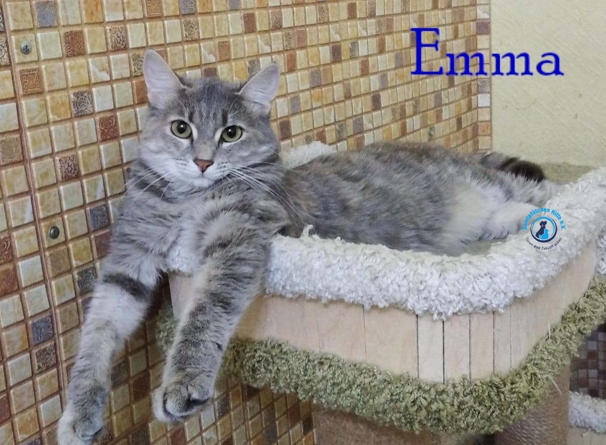 Lyudmila/Katzen/Emma_II/Emma_II07mN.jpg