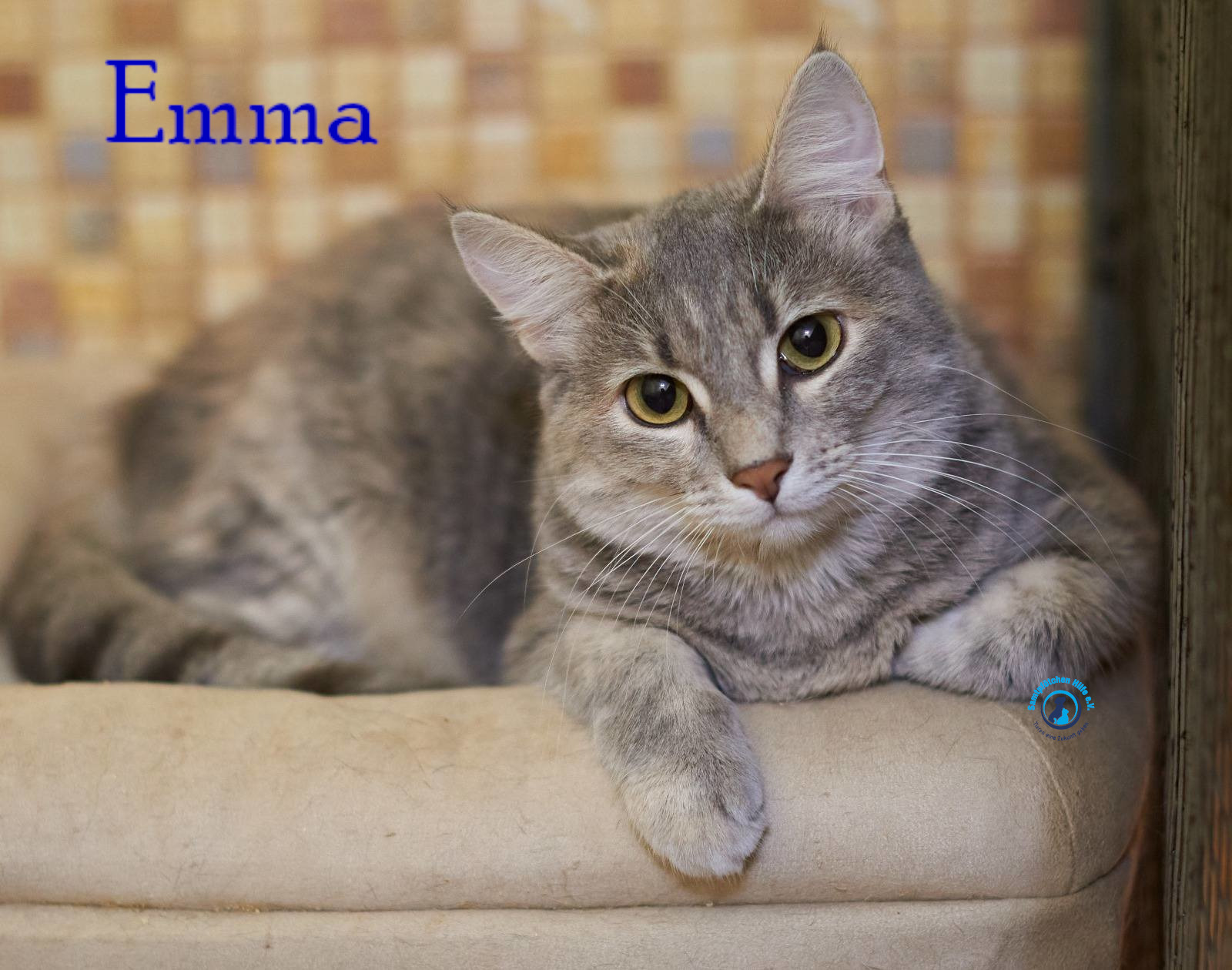 Lyudmila/Katzen/Emma_II/Emma_II09mN.jpg
