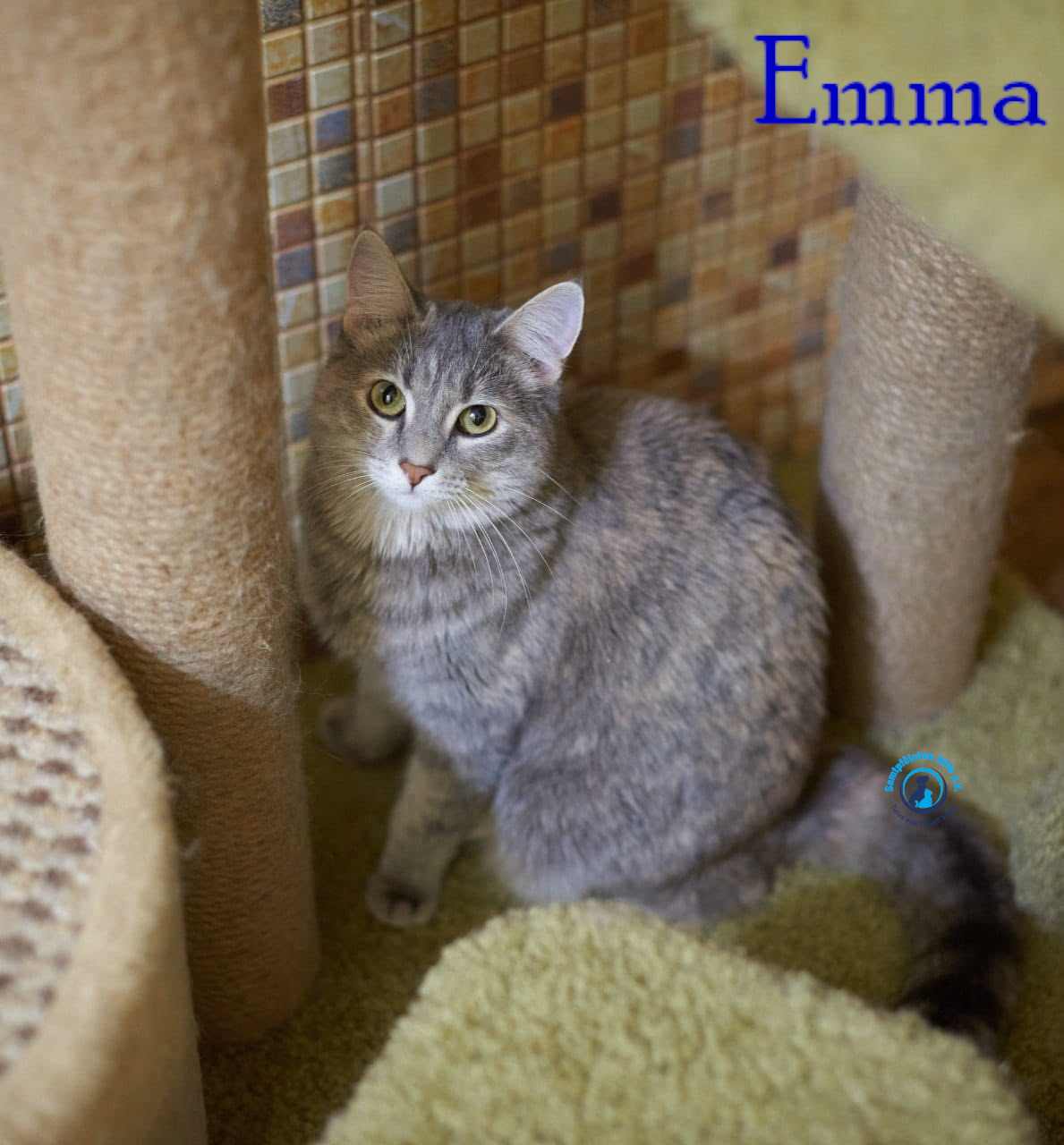 Lyudmila/Katzen/Emma_II/Emma_II11mN.jpg
