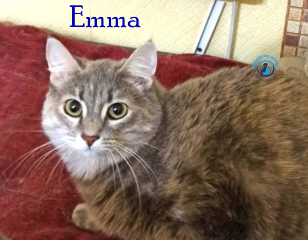 Lyudmila/Katzen/Emma_II/Emma_II12mN.jpg