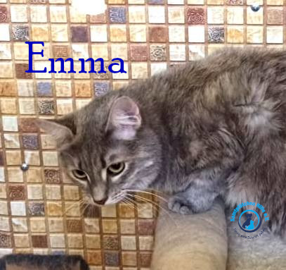 Lyudmila/Katzen/Emma_II/Emma_II13mN.jpg