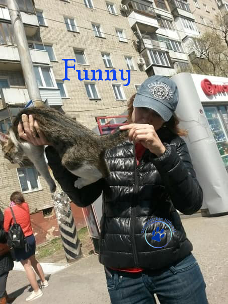 Lyudmila/Katzen/Funny/Funny02mN.jpg