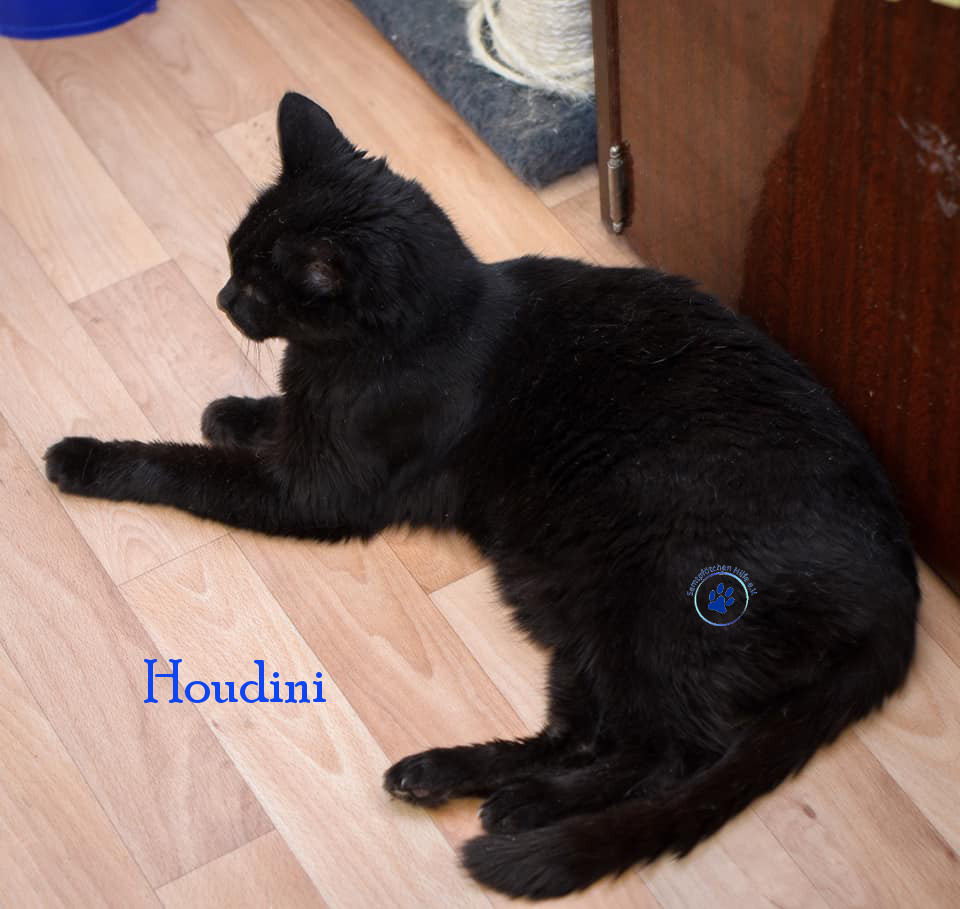 Lyudmila/Katzen/Houdini/Houdini19mN.jpg