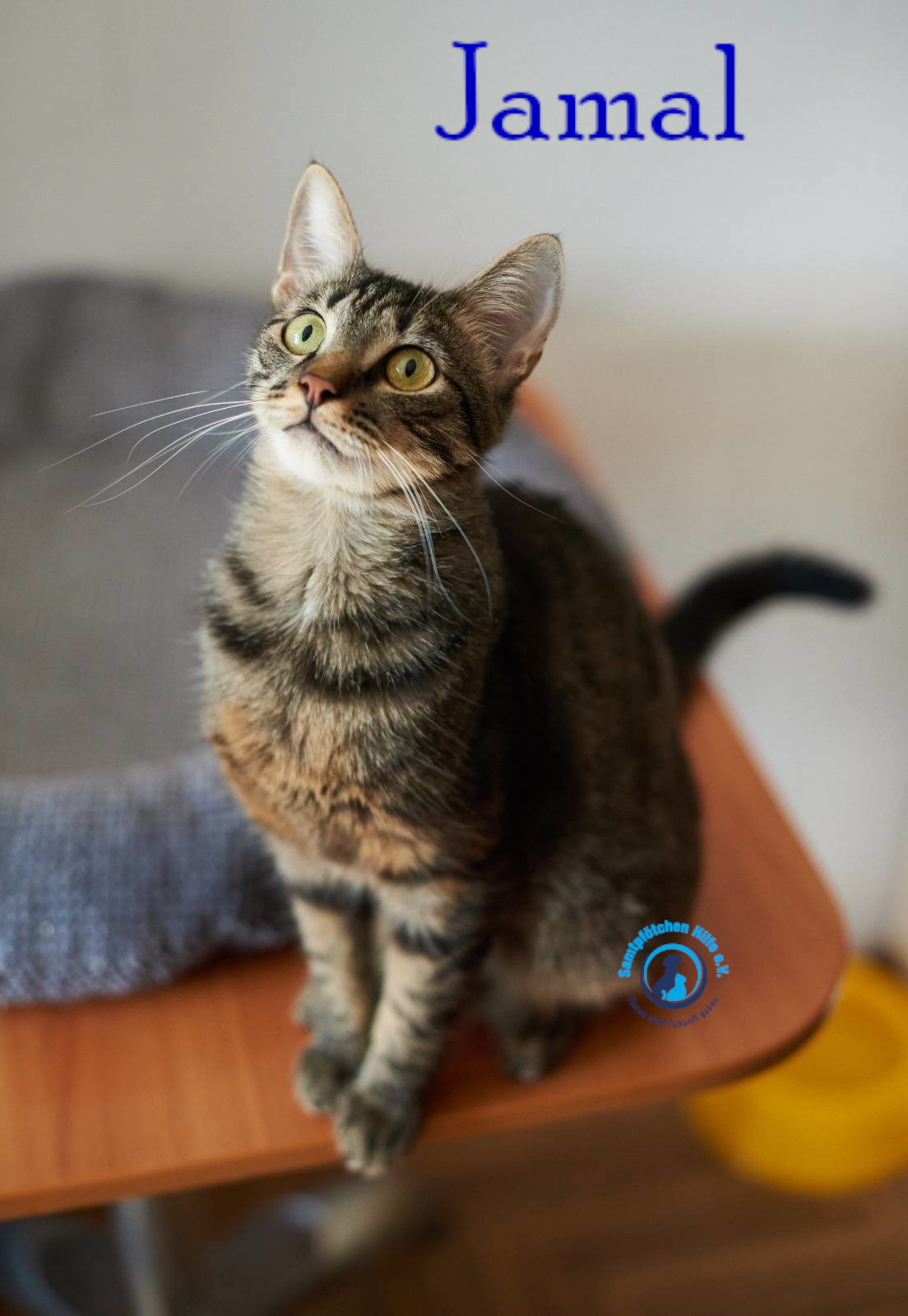 Lyudmila/Katzen/Jamal/Jamal04mN.jpg