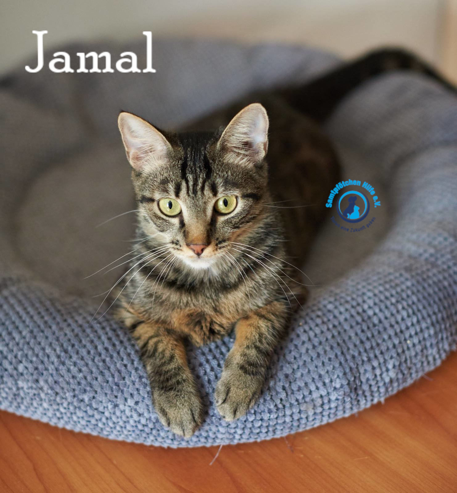 Lyudmila/Katzen/Jamal/Jamal06mN.jpg