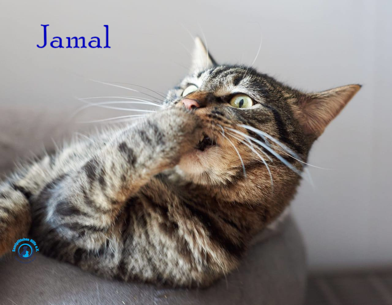 Lyudmila/Katzen/Jamal/Jamal08mN.jpg