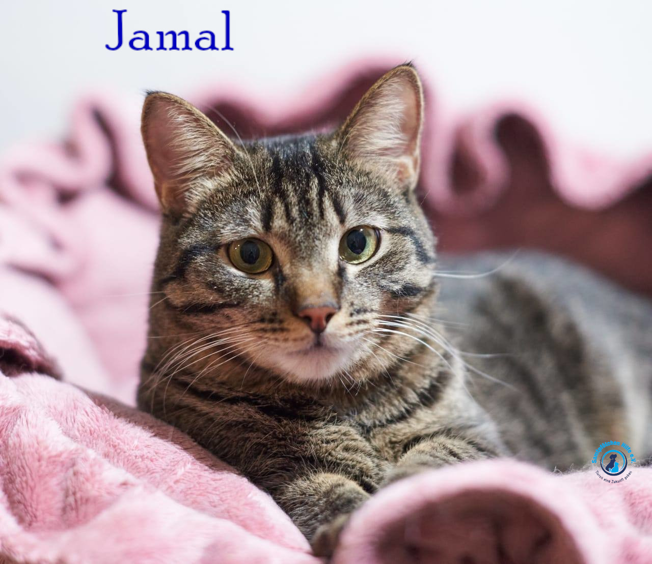 Lyudmila/Katzen/Jamal/Jamal11mN.jpg