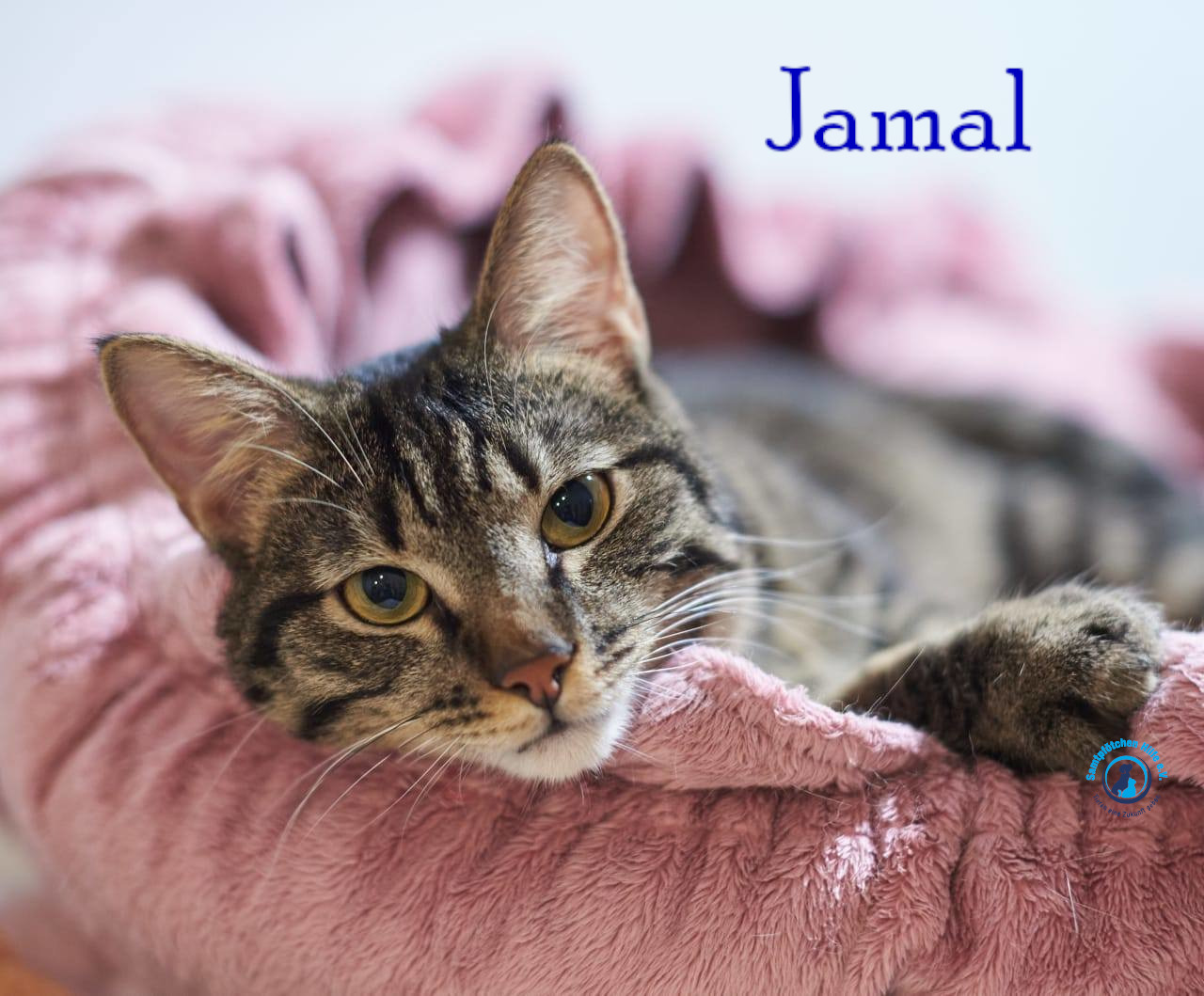 Lyudmila/Katzen/Jamal/Jamal12mN.jpg