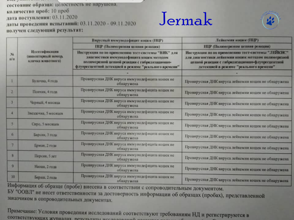 Lyudmila/Katzen/Jermak/Jermak13mN.jpg