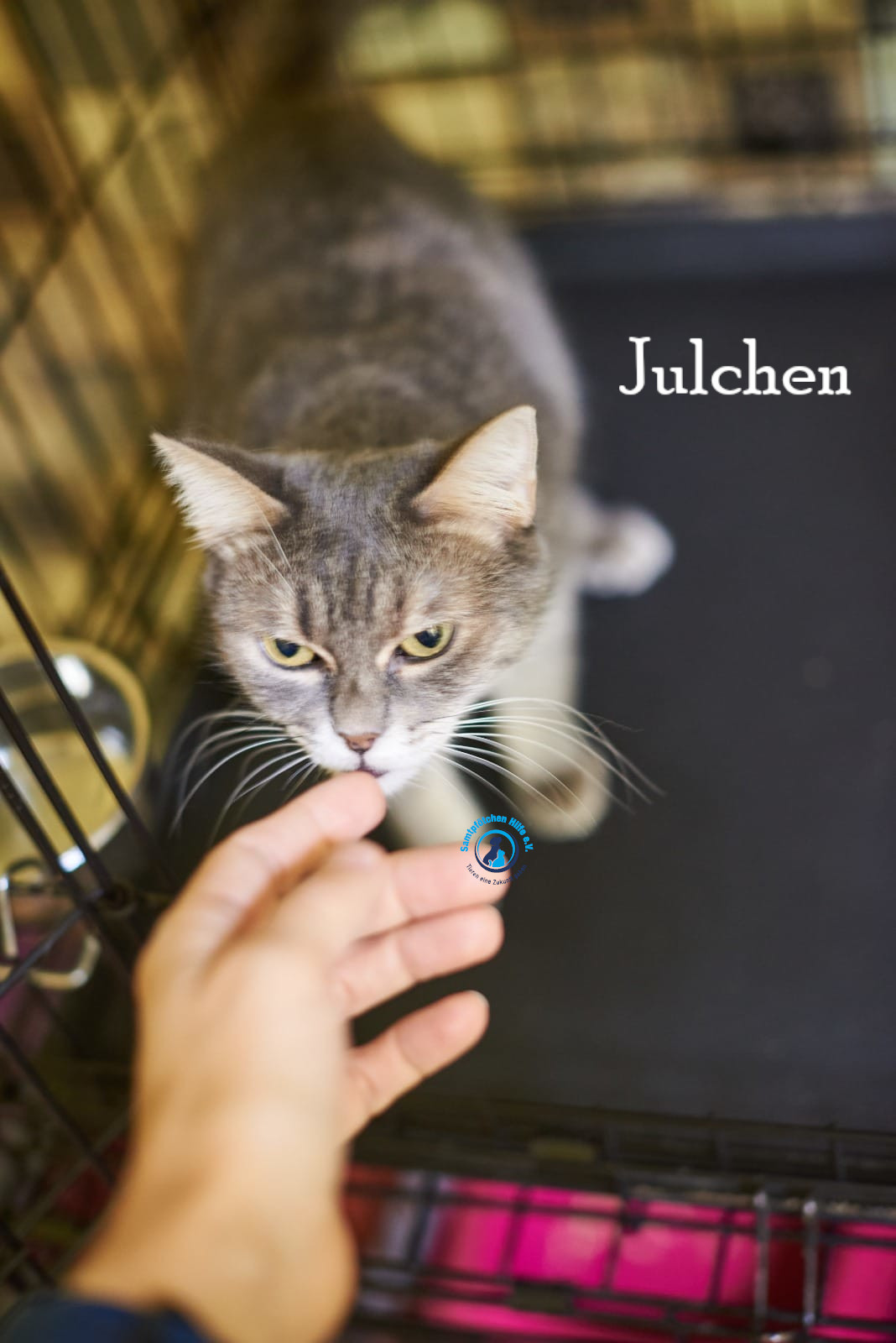 Lyudmila/Katzen/Julchen/Julchen_40mN.jpg