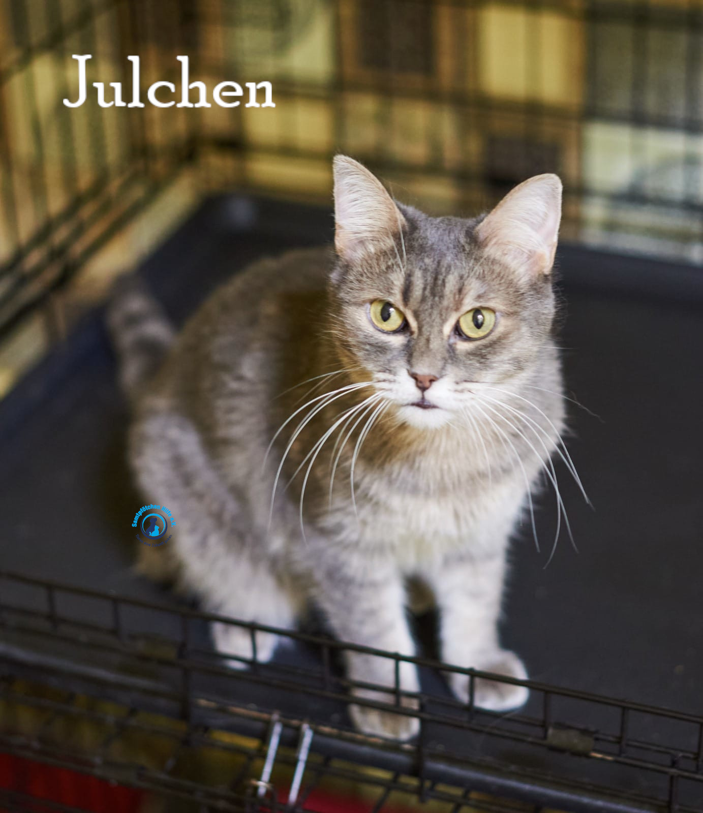 Lyudmila/Katzen/Julchen/Julchen_41mN.jpg