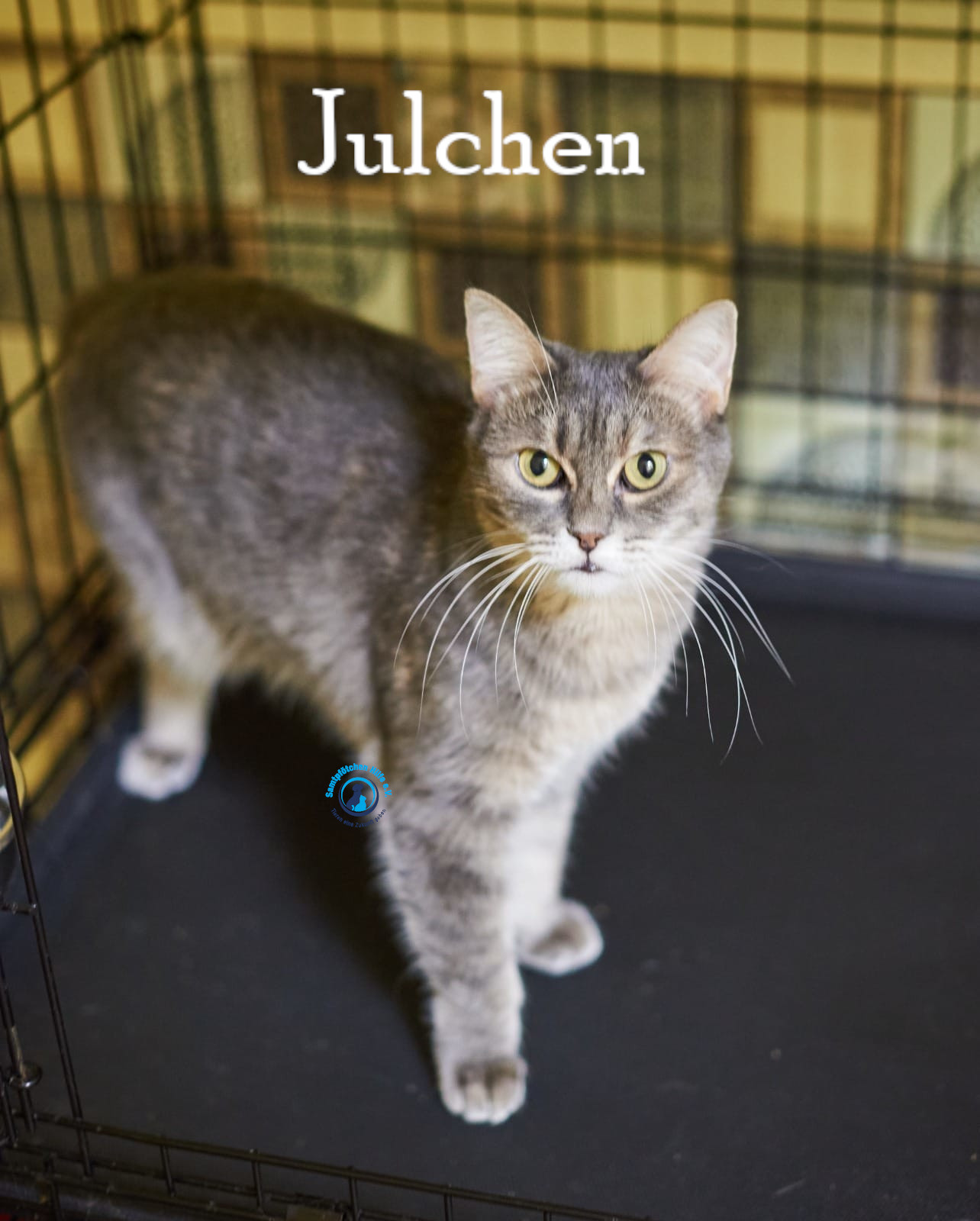 Lyudmila/Katzen/Julchen/Julchen_42mN.jpg