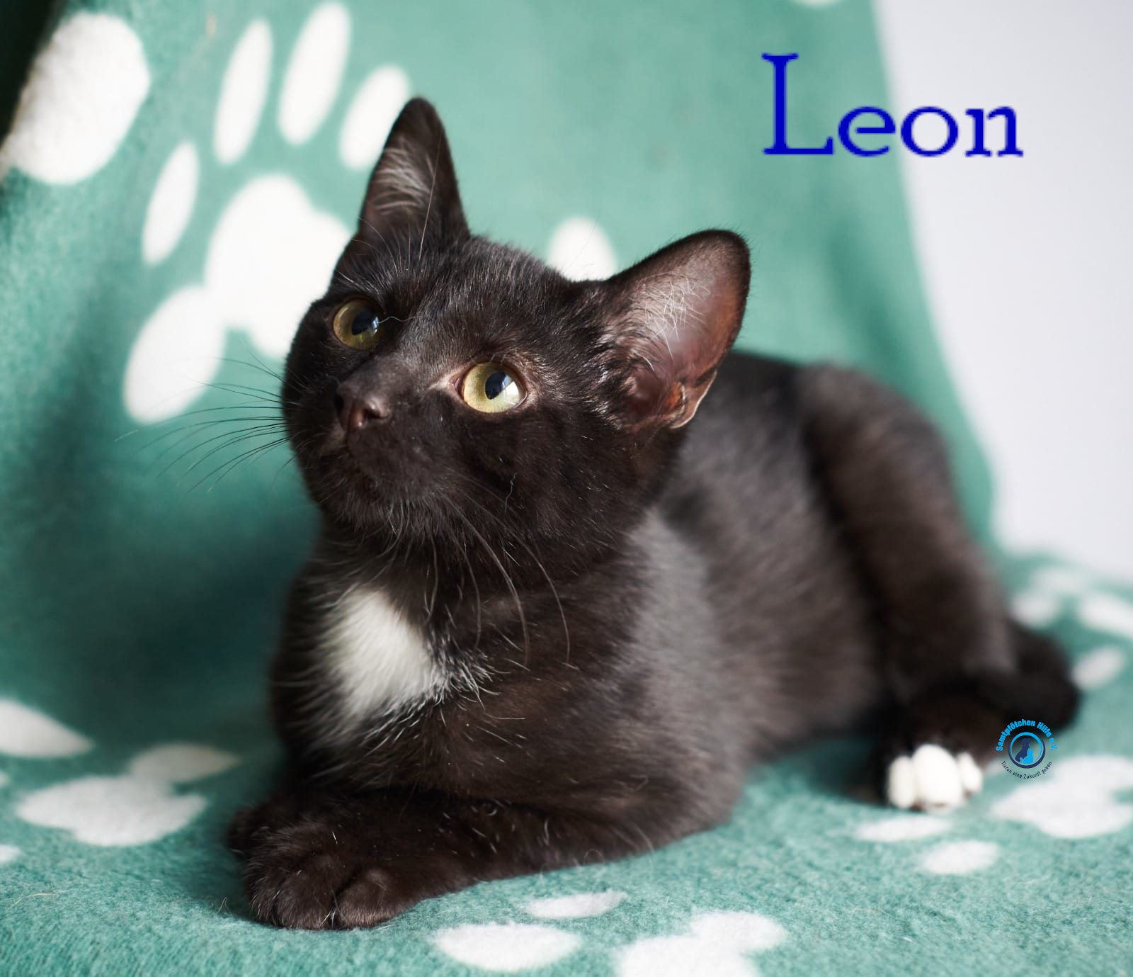 Lyudmila/Katzen/Leon_II/Leon_II06mN.jpg