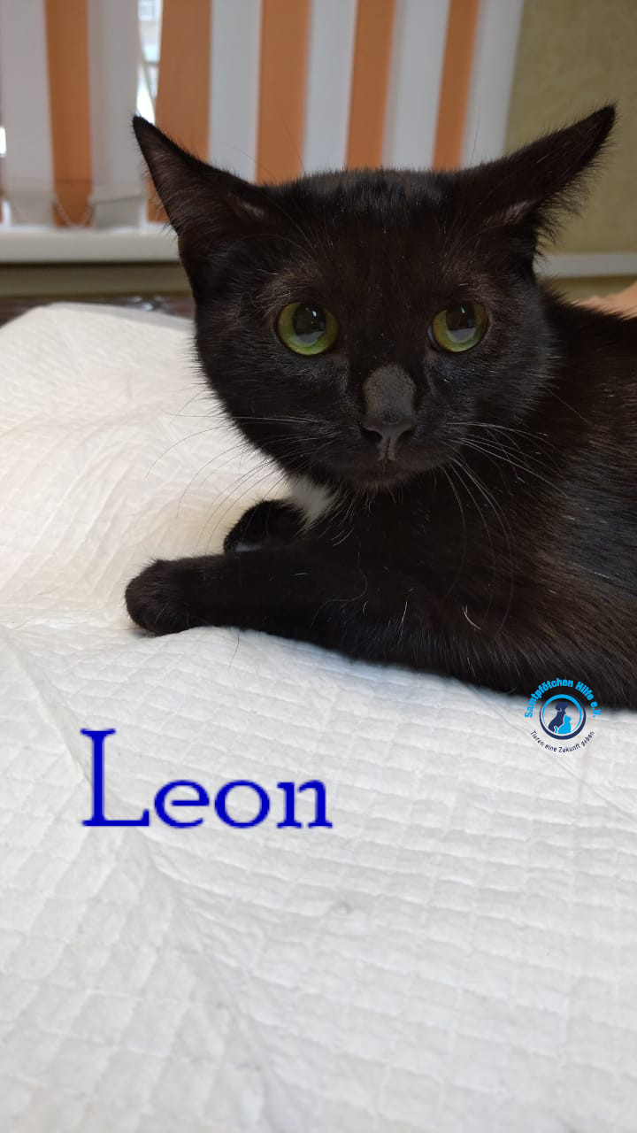 Lyudmila/Katzen/Leon_II/Leon_II11mN.jpg