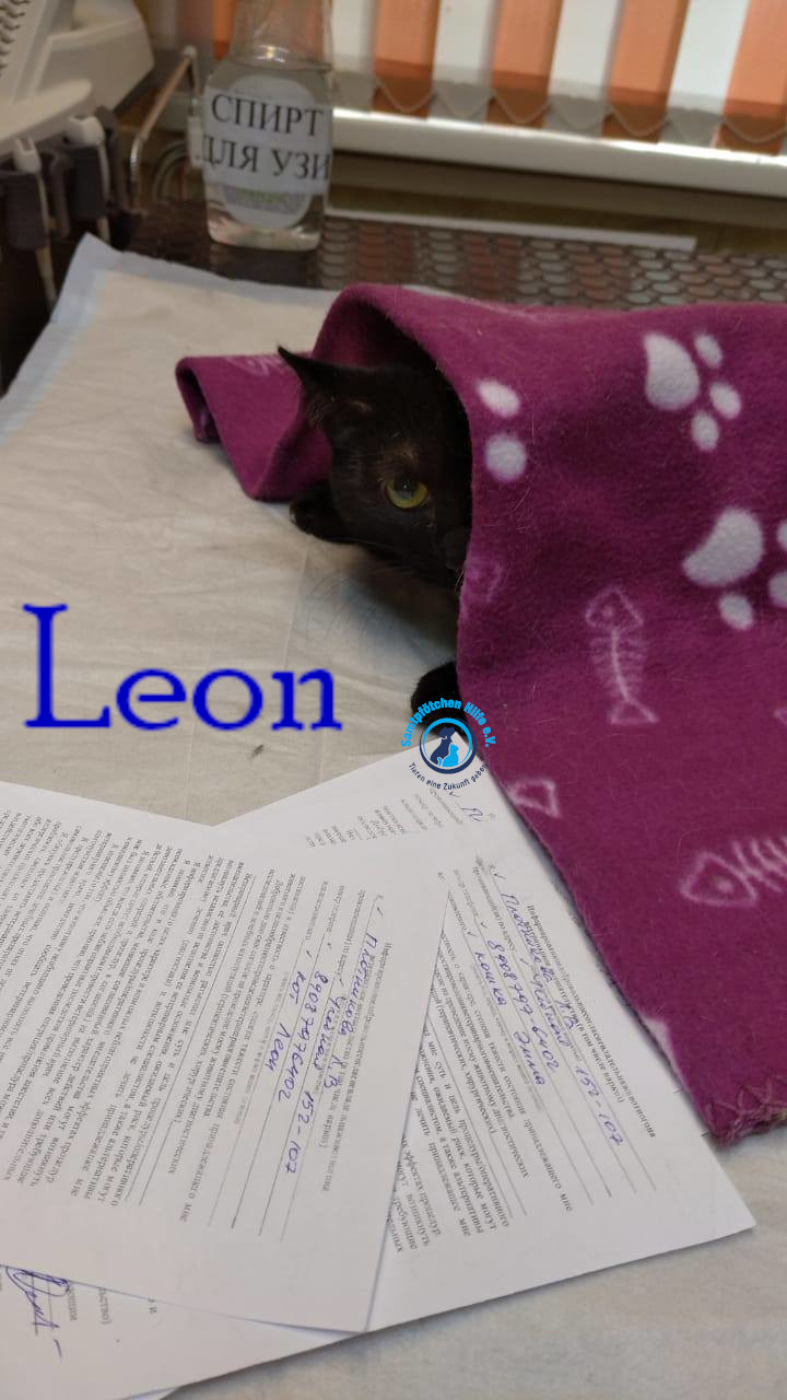 Lyudmila/Katzen/Leon_II/Leon_II18mN.jpg