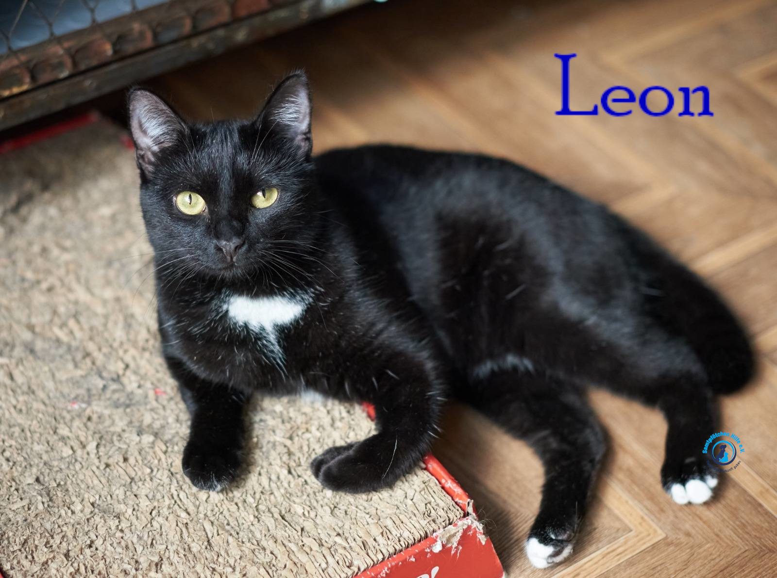 Lyudmila/Katzen/Leon_II/Leon_II23mN.jpg