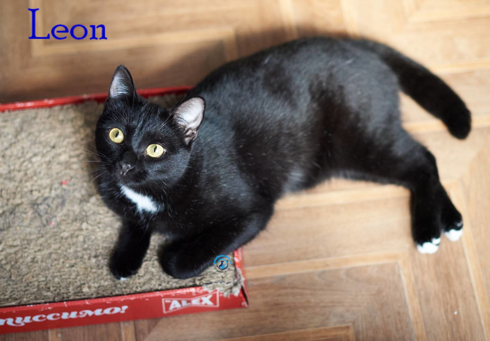 Lyudmila/Katzen/Leon_II/Leon_II24mN.jpg