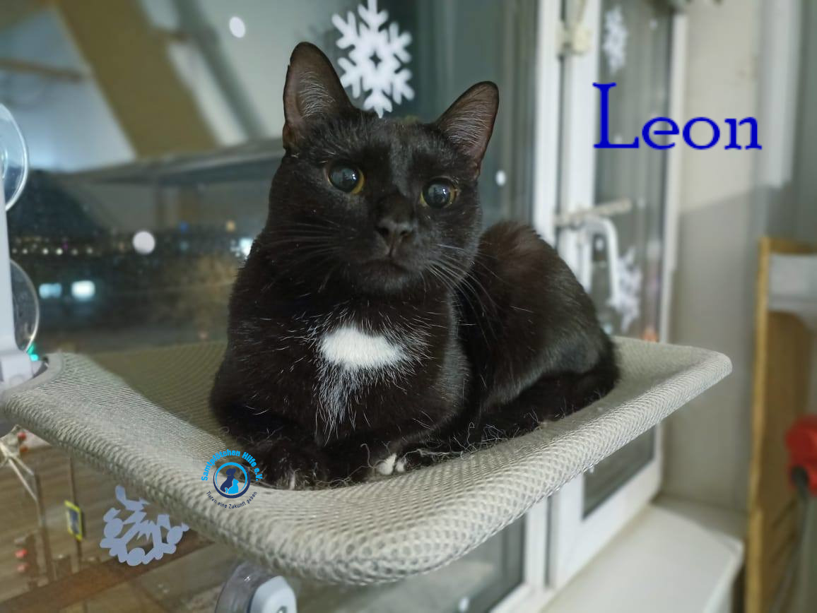 Lyudmila/Katzen/Leon_II/Leon_II26mN.jpg