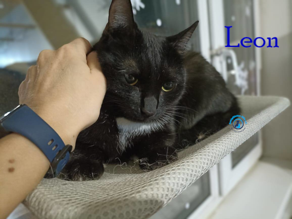 Lyudmila/Katzen/Leon_II/Leon_II27mN.jpg