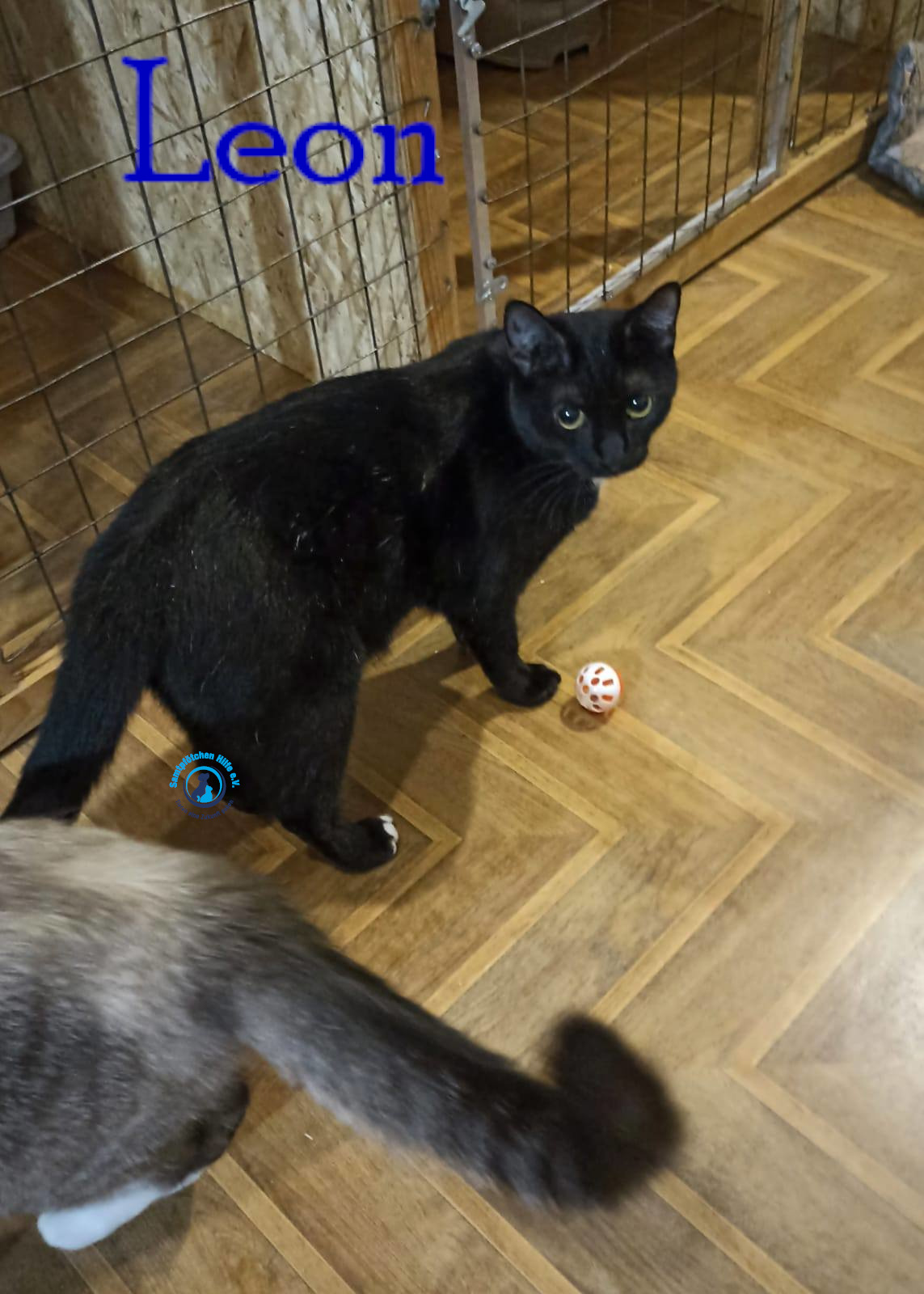Lyudmila/Katzen/Leon_II/Leon_II28mN.jpg