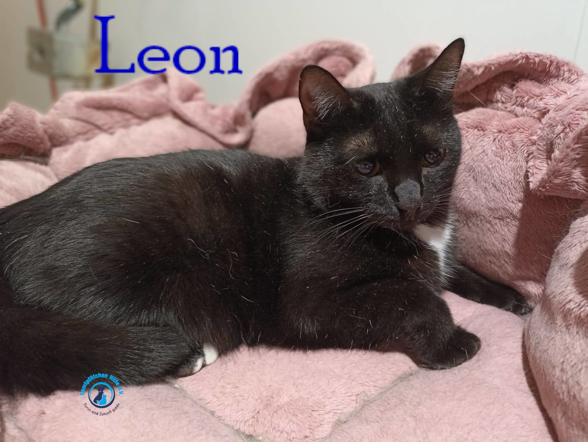 Lyudmila/Katzen/Leon_II/Leon_II29mN.jpg