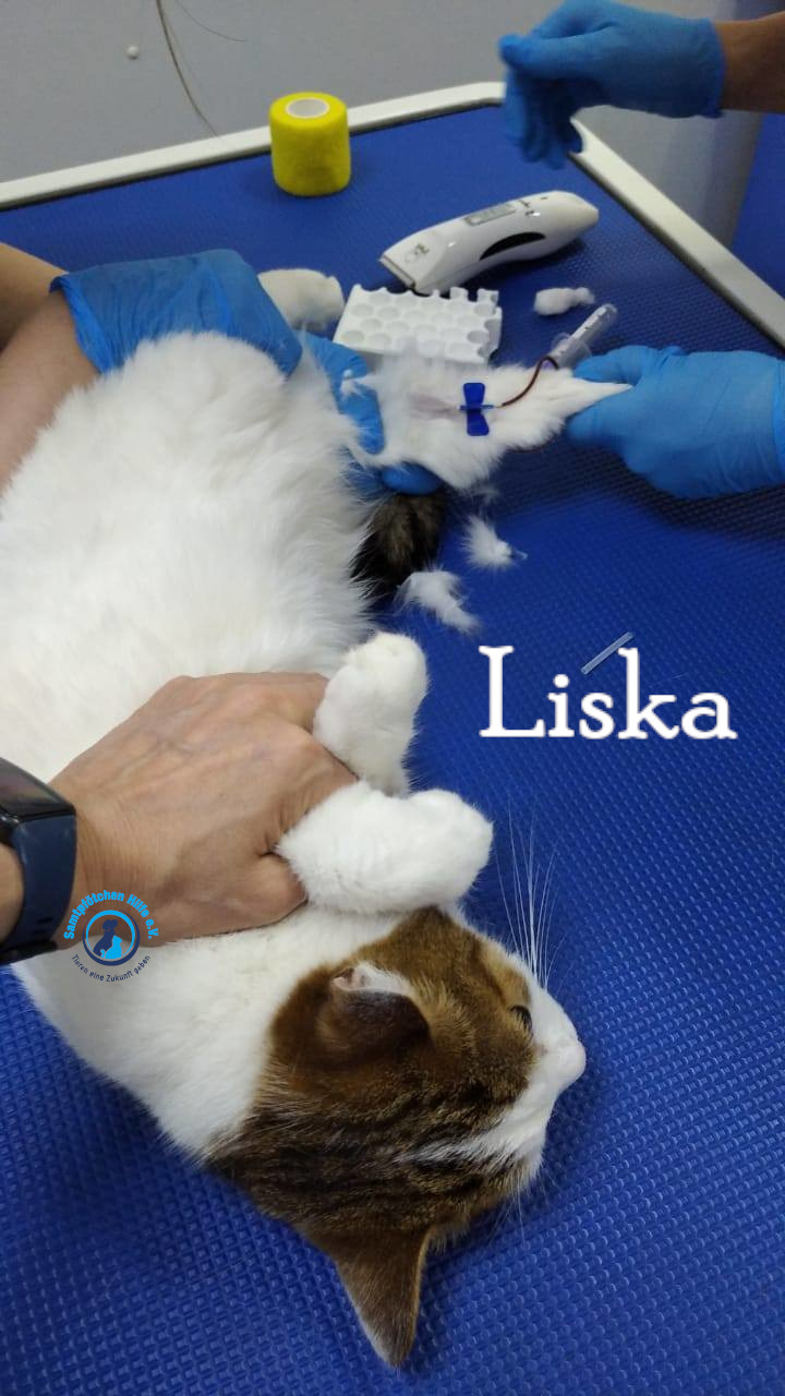 Lyudmila/Katzen/Liska_II/Liska_II04mN.jpg