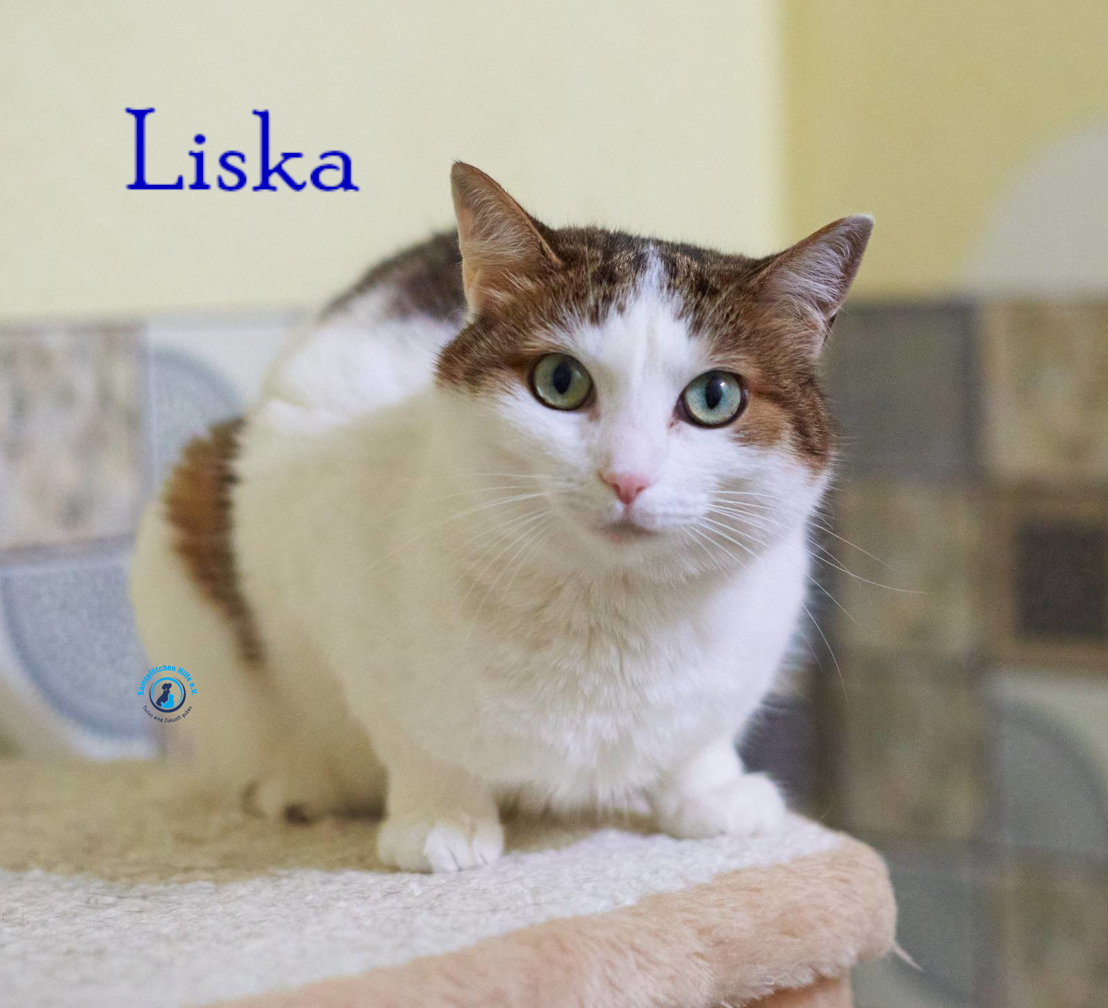 Lyudmila/Katzen/Liska_II/Liska_II06mN.jpg