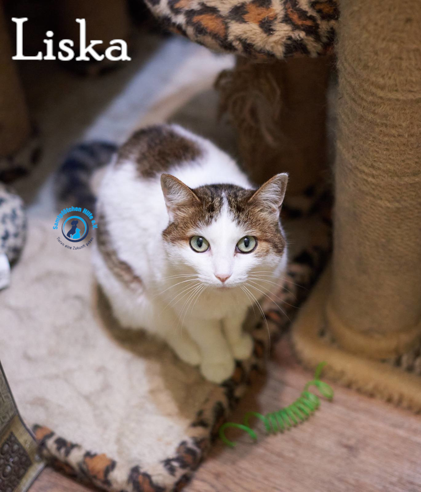 Lyudmila/Katzen/Liska_II/Liska_II08mN.jpg