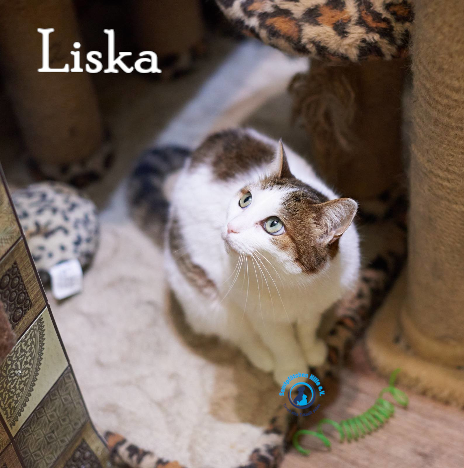 Lyudmila/Katzen/Liska_II/Liska_II09mN.jpg