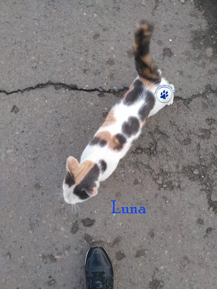 Lyudmila/Katzen/Luna_IV/Luna_IV_01mN.jpg