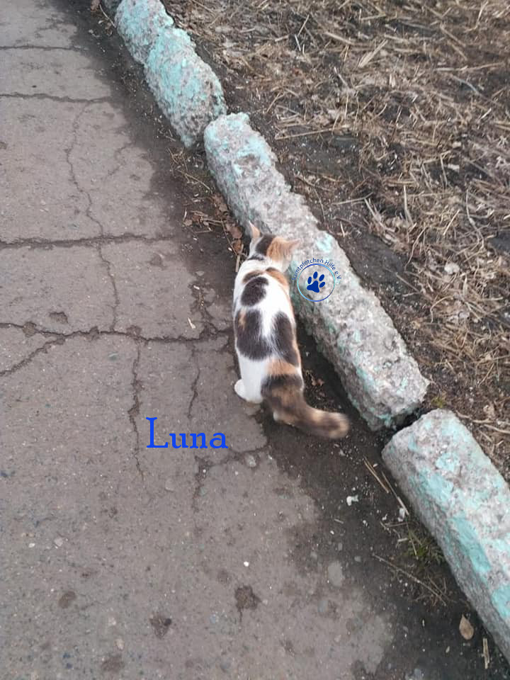 Lyudmila/Katzen/Luna_IV/Luna_IV_02mN.jpg