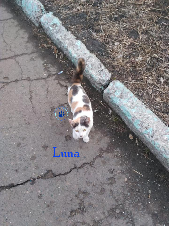Lyudmila/Katzen/Luna_IV/Luna_IV_03mN.jpg