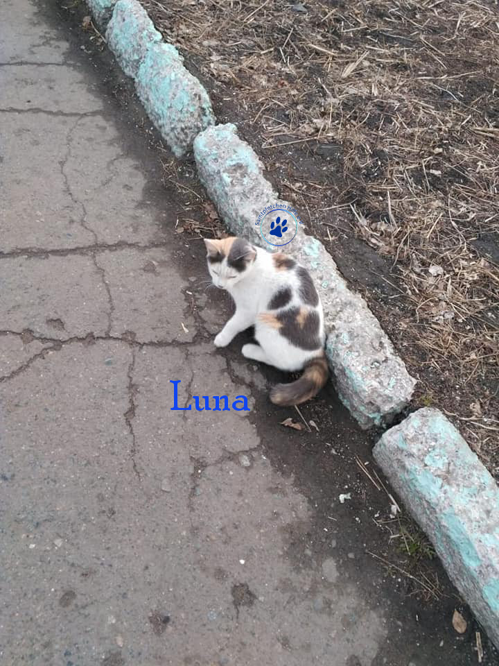Lyudmila/Katzen/Luna_IV/Luna_IV_04mN.jpg