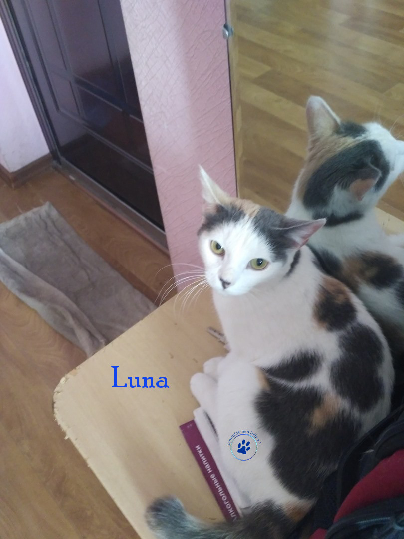 Lyudmila/Katzen/Luna_IV/Luna_IV_15mN.jpg