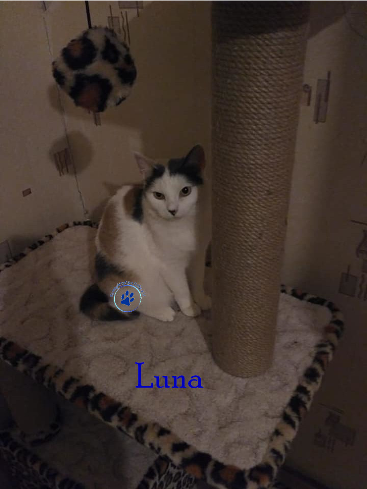 Lyudmila/Katzen/Luna_IV/Luna_IV_29mN.jpg