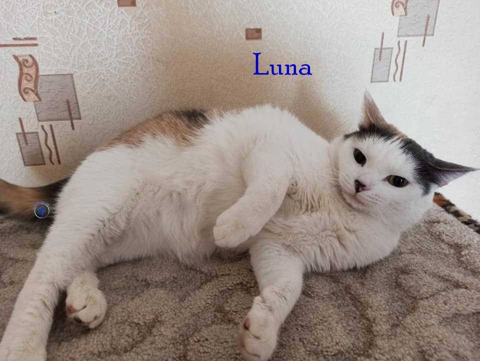 Lyudmila/Katzen/Luna_IV/Luna_IV_37mN.jpg