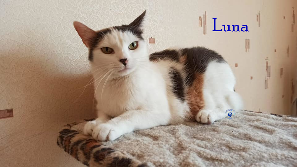 Lyudmila/Katzen/Luna_IV/Luna_IV_42mN.jpg