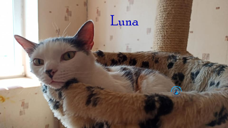Lyudmila/Katzen/Luna_IV/Luna_IV_46mN.jpg