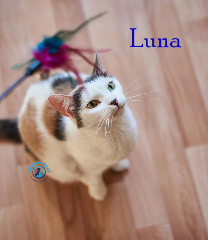 Lyudmila/Katzen/Luna_IV/Luna_IV_52mN.jpg