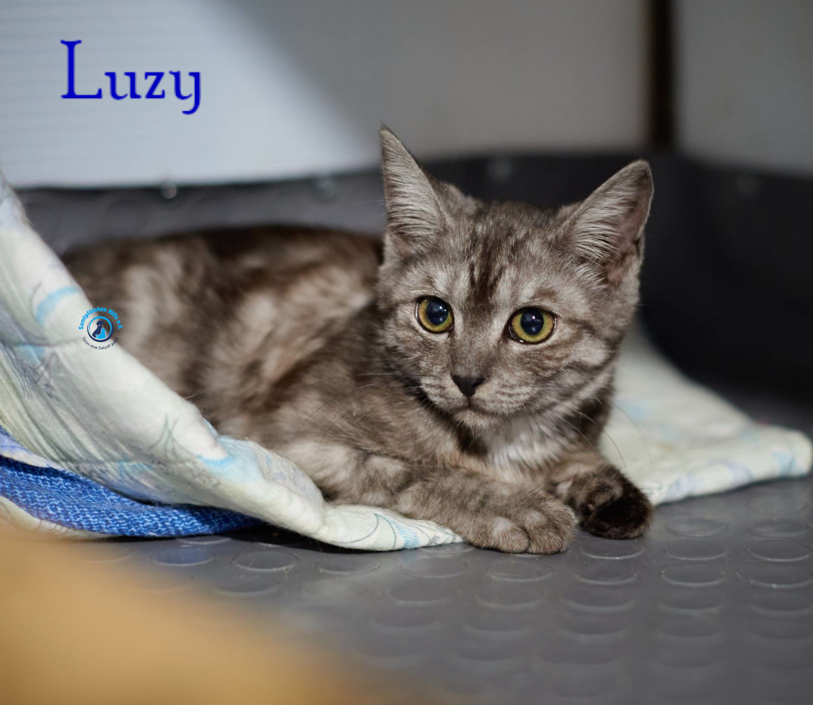 Lyudmila/Katzen/Luzy_II/Luzy_II05mN.jpg