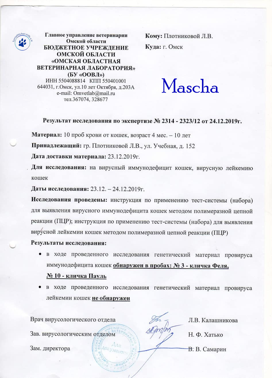 Lyudmila/Katzen/Mascha_II/Mascha_II_12mN.jpg