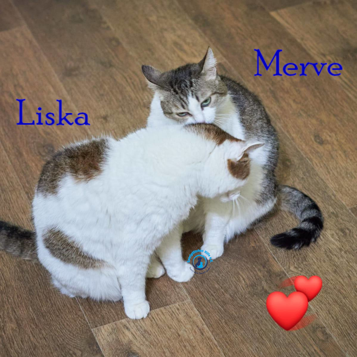 Lyudmila/Katzen/Merve/Merve_Liska_II02mN.jpg