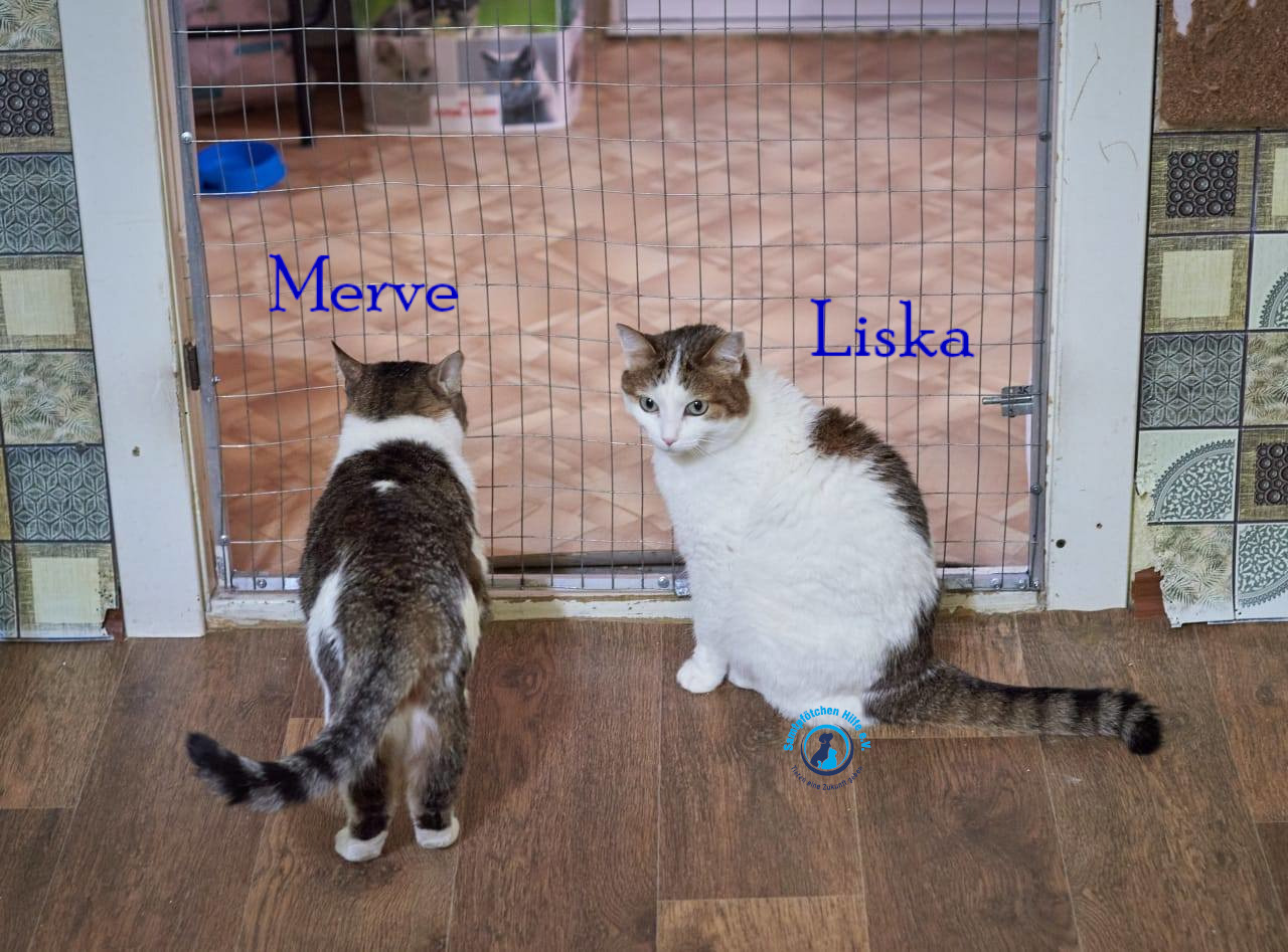 Lyudmila/Katzen/Merve/Merve_Liska_II04mN.jpg