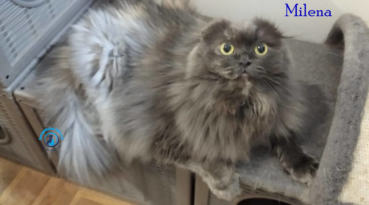Lyudmila/Katzen/Milena_III/Milena_III16mN.jpg