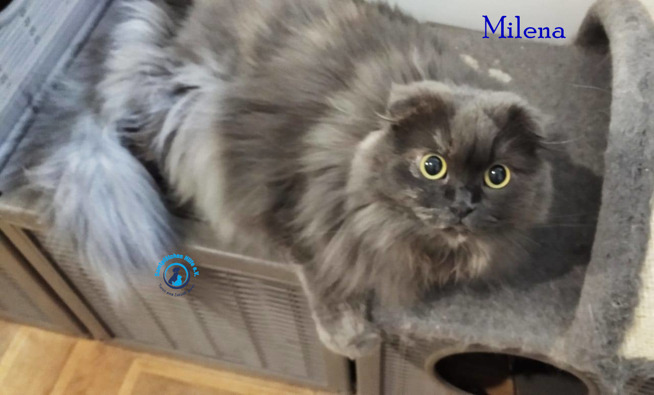 Lyudmila/Katzen/Milena_III/Milena_III17mN.jpg