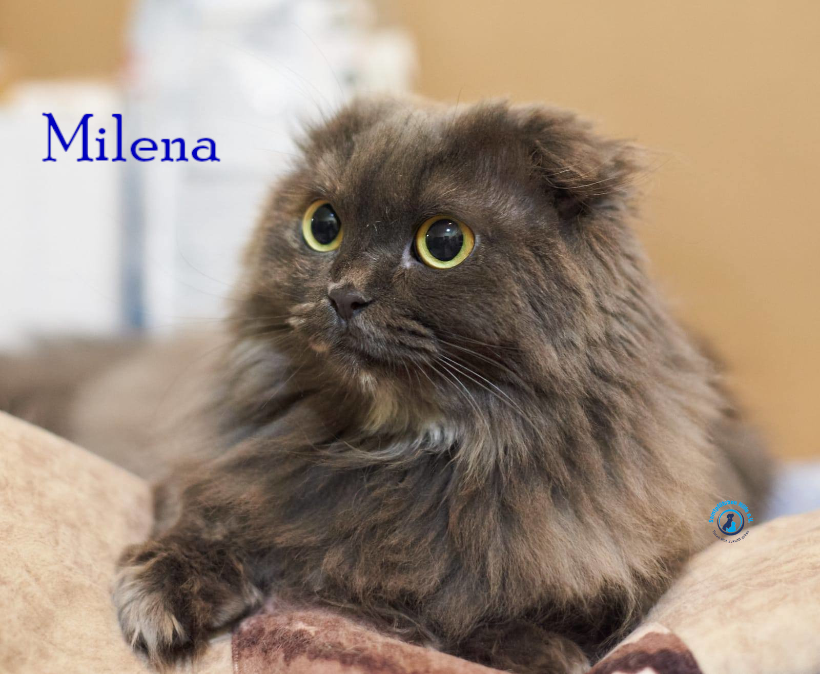 Lyudmila/Katzen/Milena_III/Milena_III20mN.jpg