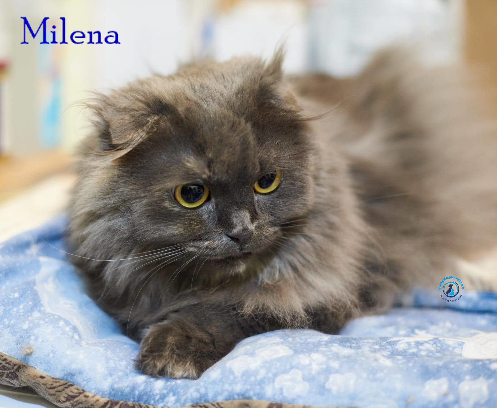 Lyudmila/Katzen/Milena_III/Milena_III21mN.jpg