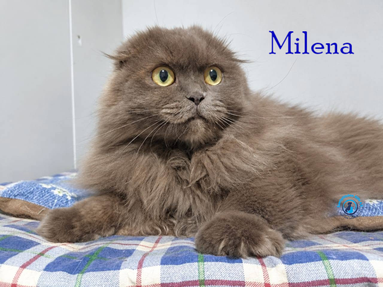 Lyudmila/Katzen/Milena_III/Milena_III22mN.jpg