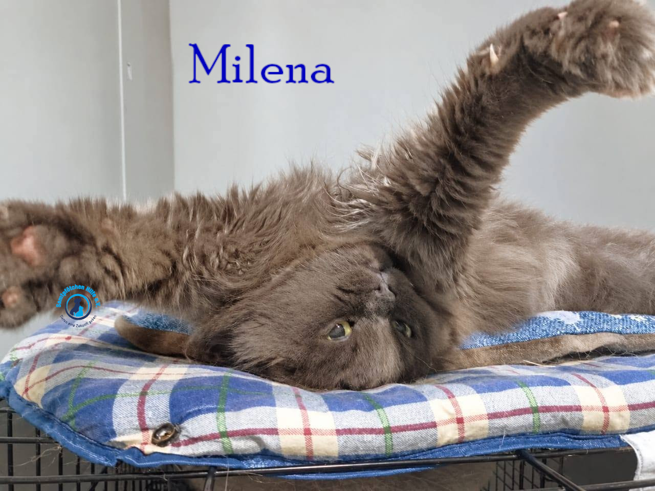 Lyudmila/Katzen/Milena_III/Milena_III23mN.jpg